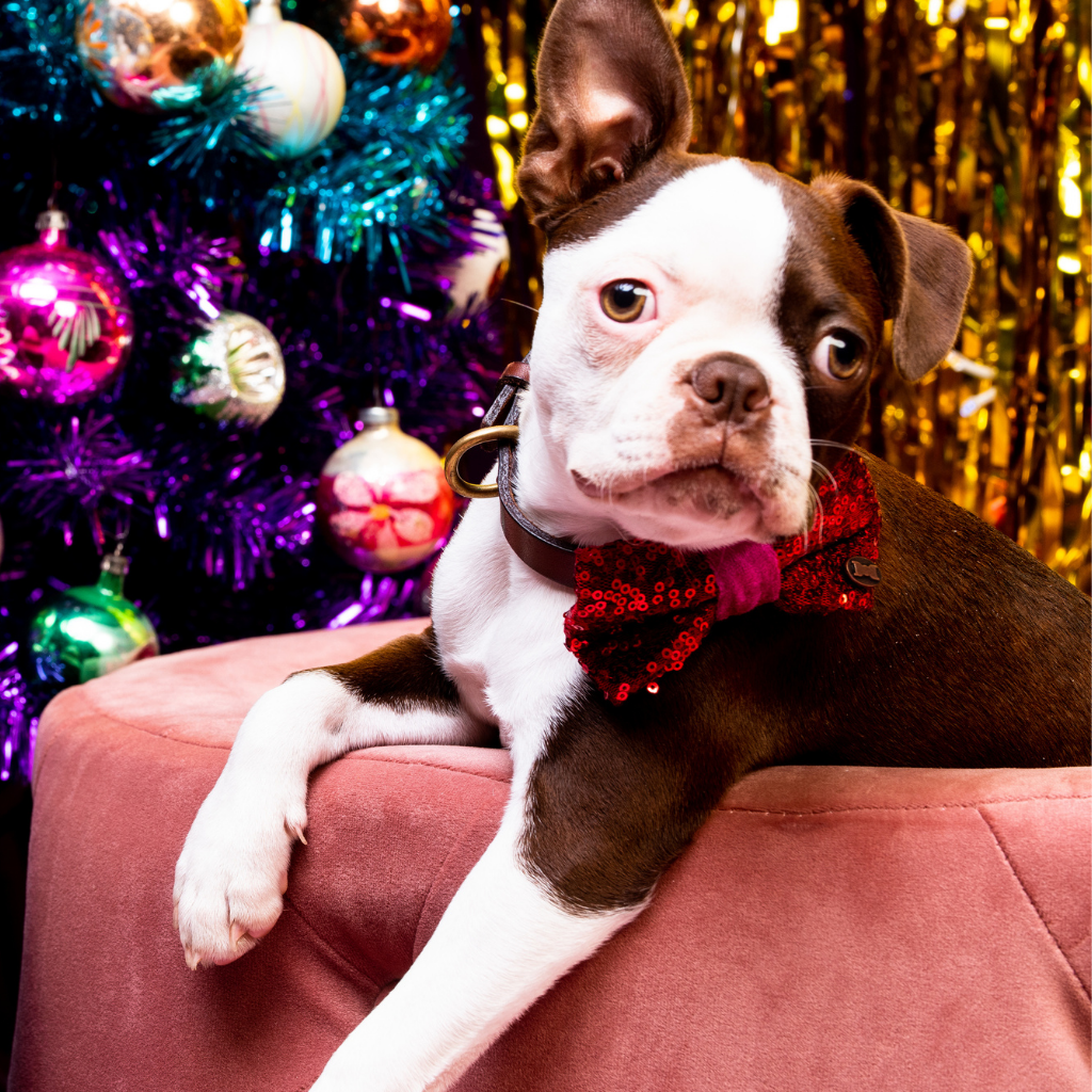 Bette Sequinned Dog Bow Tie | Red & Pink