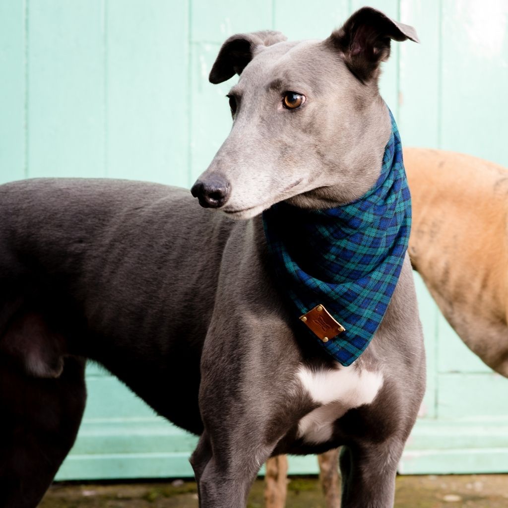 Smithfield Tartan Dog Bandana | Blue & Green
