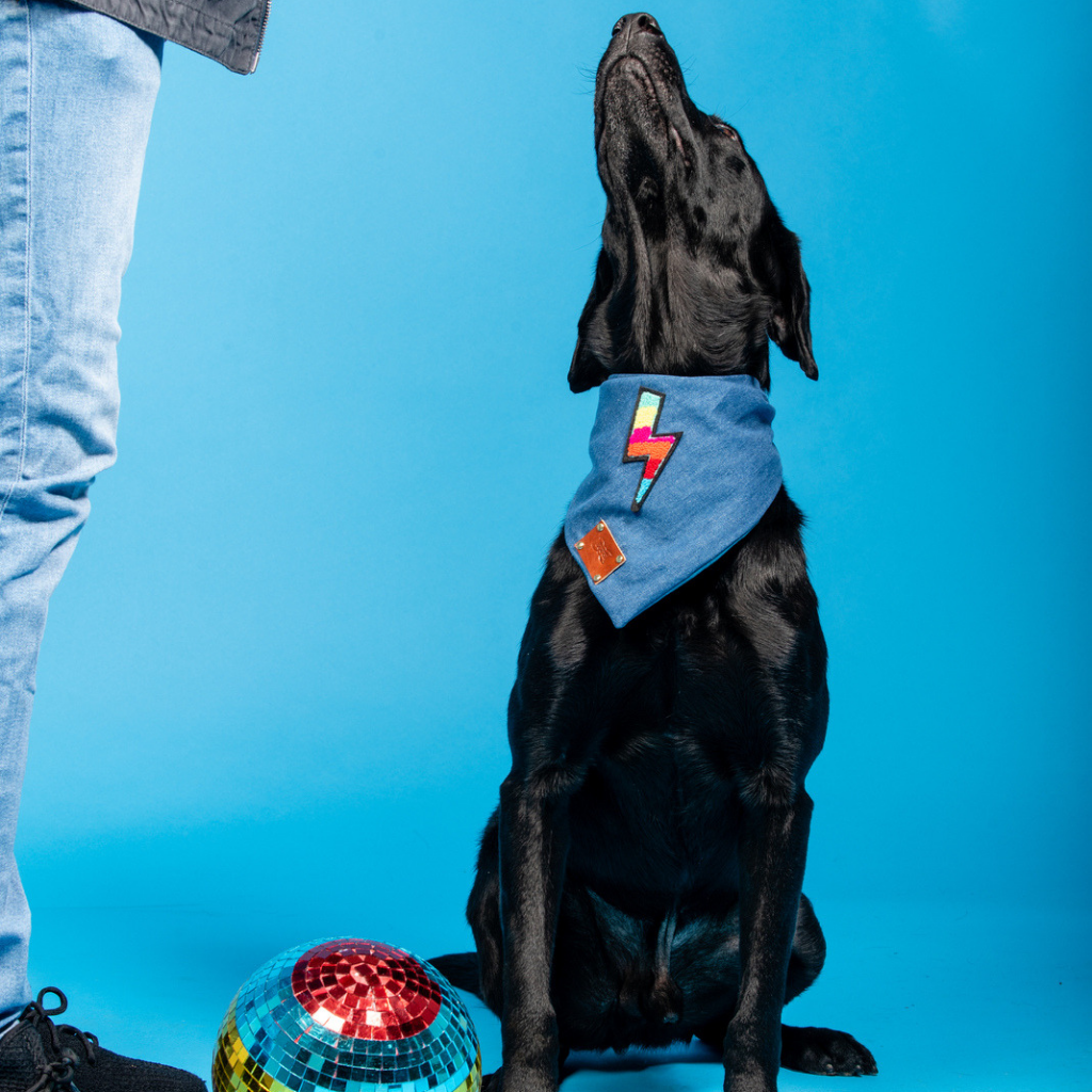 Storm Dog Bandana Neckerchief