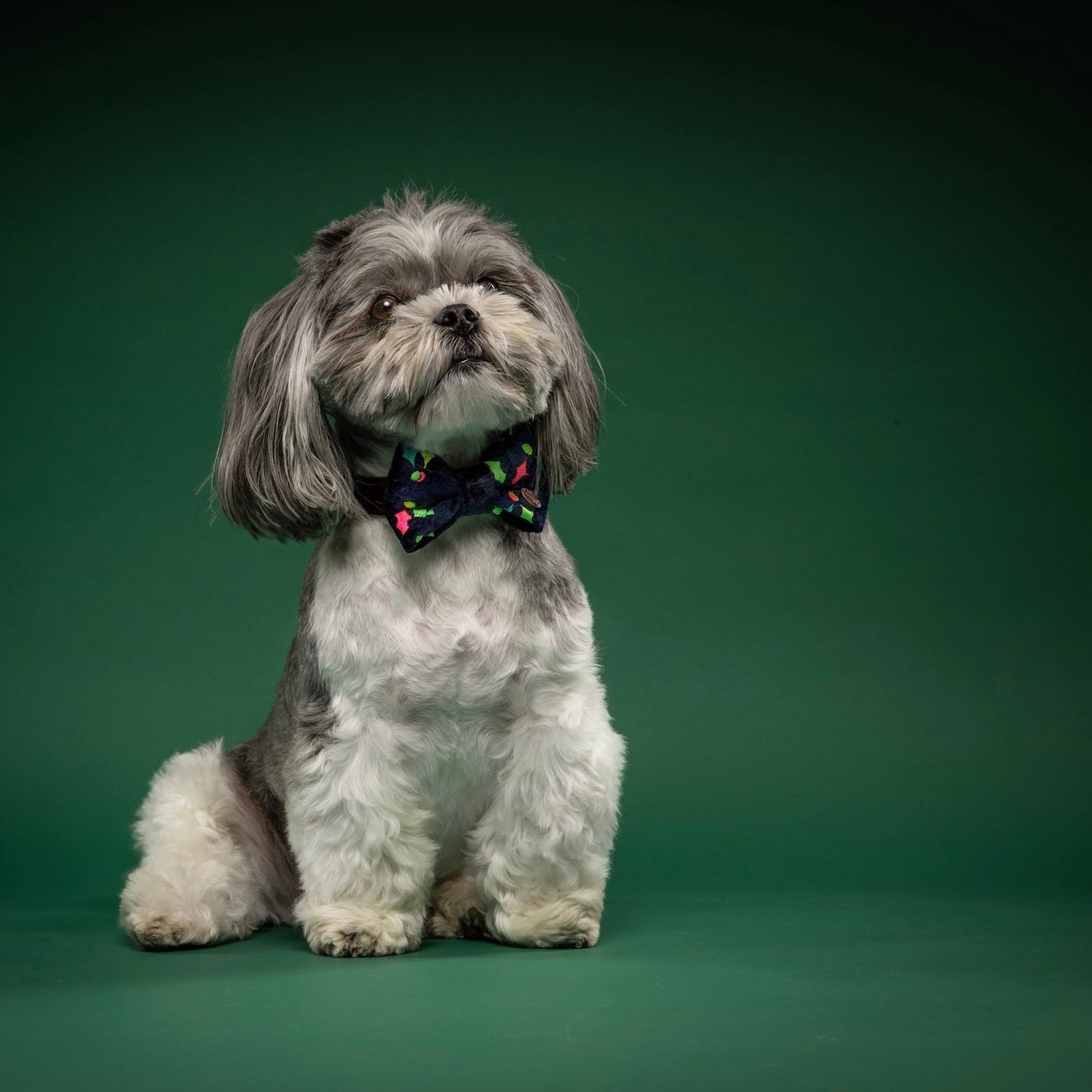 Jolly Holly Dog Bow Tie