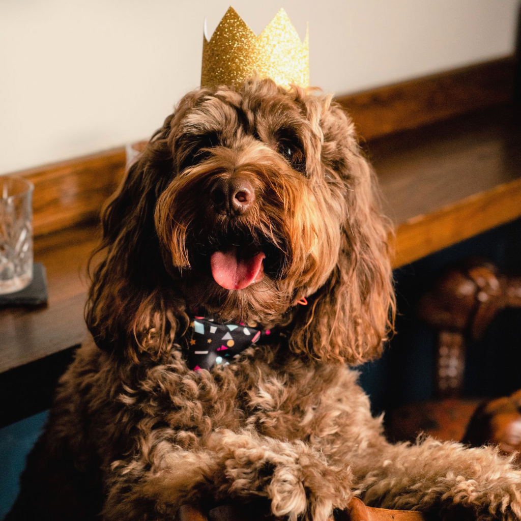 Cockapoo in confetti bow tie and crown