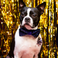 Lola in blue sequin bow tie