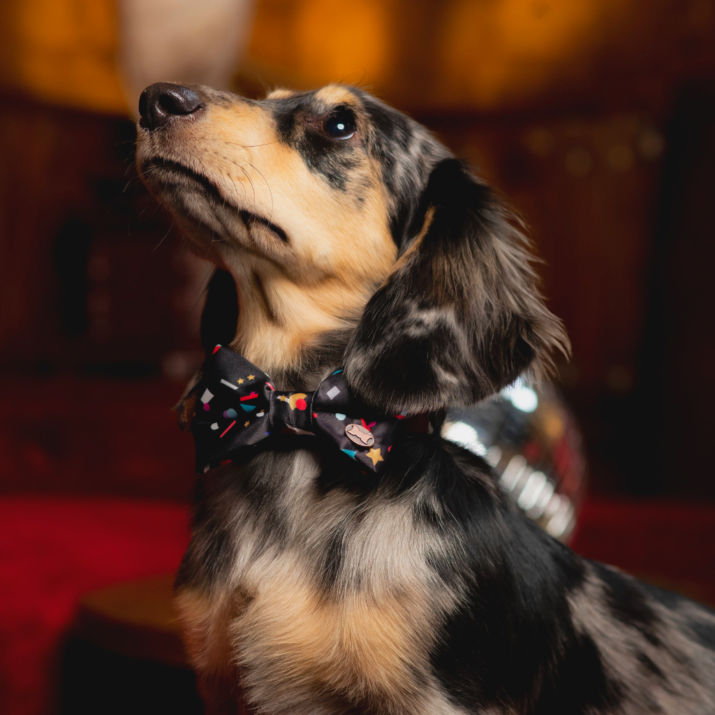 Dachshund in confetti bow tie