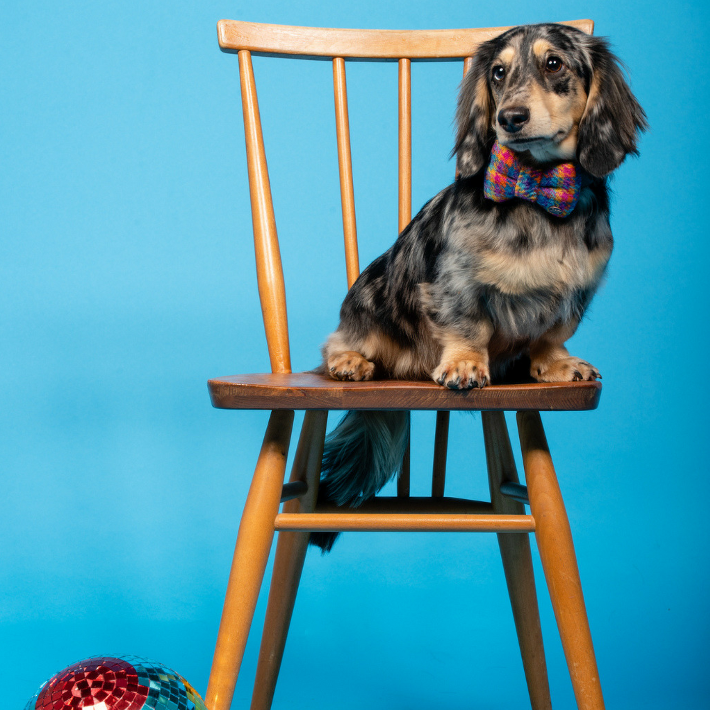 Tandy Rainbow Dog Bow Tie | Harris Tweed