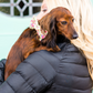 Fingle Floral bow tie on dachshund