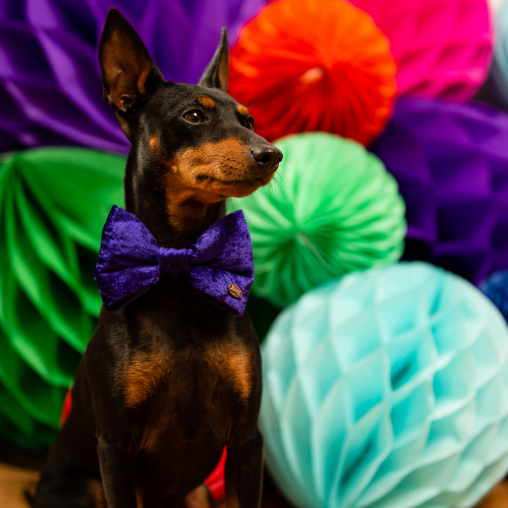 Gary wearing Purple Pomp dog bow tie