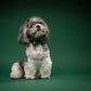 Jolly Holly Dog Bow Tie